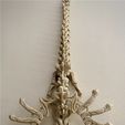 tempImagegtyEfp.jpg SKELETON WYVERN, FLEXI PRINT IN PLACE MODEL