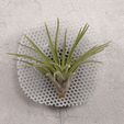 image_3.jpg Wall Display Holder for Air Plants
