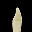 14.png Left Lower Lateral Lateral Incisor #32