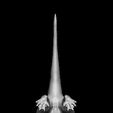 Newamb4.jpg Ambulocetus Natans 3D-Referenzmodell.