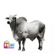 GYR-BULL-2.jpg gyr bull gyr bull gyr bos indicus 印度