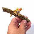 PXL_20230801_203432794-01.jpeg Imbabura tree frog on a stick