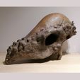 2023_04_17_08_44_43_Greenshot.jpg Pachycephalosaurus Skull