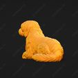 4211-Coton_De_Tulear_Pose_08.jpg Coton De Tulear Dog 3D Print Model Pose 08