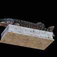 northern-pike-statue-box-1-2-1-16.png fish NORTHERN PIKE (ESOX LUCIUS) open mouth with storage space / for 3d printing