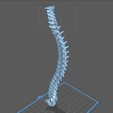 s8.png Archivo STL Columna vertebral・Diseño para descargar y imprimir en 3D