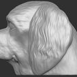 9.jpg Spaniel Cavalier dog head for 3D printing