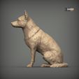 Australian-Cattle-Dog-sitting3.jpg Australian Cattle Dog Sitting Pose STL 3D print model