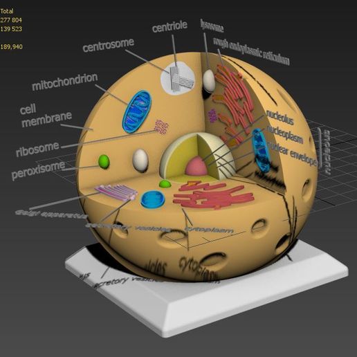 22.JPG Célula animal