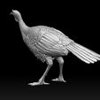 8678678.jpg bird Turkey