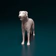 irish-wolfhound-3d-model-6fdb386e32.jpg Irish Wolfhound dog