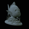 Dentex-statue-1-32.png fish Common dentex / dentex dentex statue underwater detailed texture for 3d printing