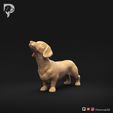 Dachshund-Smooth-Haired-Pose-02-Dog-3D-Print-9s.jpeg Teckel à poil lisse Pose 02