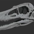 Velociraptor_Skull_001.jpg Velociraptor Dinosaur Skull Replica