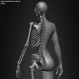 Female-Human-Skeleton-3D-Model-sculpted-by-Yacine-BRINIS-017.jpg Highly Detailed Human Skeleton (Female)