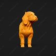 872-Basset_Fauve_de_Bretagne_Pose_02.jpg Basset Fauve de Bretagne Dog 3D Print Model Pose 02