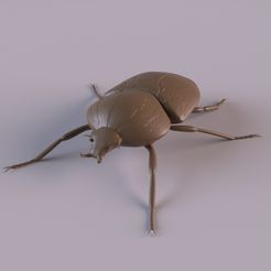 G_Beetle_0001.jpg Télécharger fichier STL Coléoptère Goliath • Modèle pour imprimante 3D, rmilushev