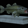 Bass-mount-statue-8.png fish Largemouth Bass / Micropterus salmoides open mouth statue detailed texture for 3d printing