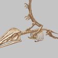 02.jpg Eudimorphodon: Complete 3D anatomy