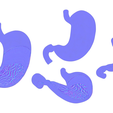 Stomach_Cross_NM.png Stomach Complete Version