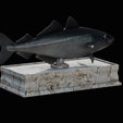 coalfish-statue-box-1-10.png fish coalfish / Pollachius virens with storage space / for 3d printing