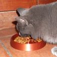 Cat_Dish_2.jpg Cat dish - cat dish - cat bowl