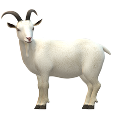 goat.png real goat