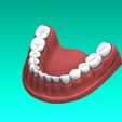 9.jpg Set of Teeth Dental Model