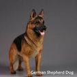 German-Shepherd-Dog.jpg German Shepherd Dog 1/6