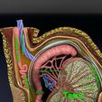file-13.jpg testis with covering layers 3D model