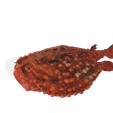 G.png Peixe-morcego Halieutaea Stellata RAPE CARPA ÁGUA RIVER OCEANO MAR PESCA ANIMAL Carpa TUBARÃO PEIXE 3D ANIMADO SALMÃO ATUM VERMELHO