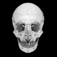 wf2.jpg Skull bones colored separable labelled