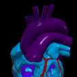 15.png 3D Model of Heart and Lungs