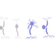 Neuron_NM.png Types of Neurons