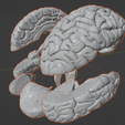 33.PNG.93f27c28c61d211b9c4888f8c52fa338.png 3D Model of Human Brain