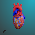 2.png Heart Anatomy For Education
