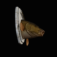 common-carp-7.png head trophy COMMON CARP (CYPRINUS CARPIO)open mouth statue 2 detailed texture for 3d printing