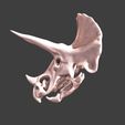 11.jpg Eotriceratops skull