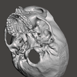 Screenshot-2024-04-04-145342.png Anatomically correct human skull