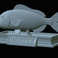 Dentex-mouth-statue-61.png fish Common dentex / dentex dentex open mouth statue detailed texture for 3d printing