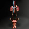 genito-urinary-tract-male-3d-model-3d-model-blend-39.jpg Genito-urinary tract male 3D model 3D model