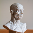 MODEL-PRINTED-3-4-VIEW-WEB.png Bust Écorché  for study + PDF anatomy manual