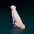 rs-005.jpg Golden Retriever