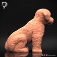Bichon-Frise-Pose-05-Dog-3D-Print-3s.jpeg Bichon Frise Dog 3D Print Model Pose 05