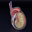 testis-anatomy-histology-3d-model-blend-80.jpg testis anatomy histology 3D model