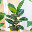 Ficus-elastica-Robusta-40cm.jpg ficus elestica bits young plant