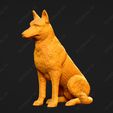 1681-Belgian_Shepherd_Dog_Malinois_Pose_04.jpg Belgian Shepherd Dog Malinois Dog 3D Print Model Pose 04