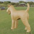5.jpg Airedale Terrier