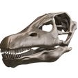 2.jpg Diplodocus Skull