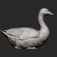 snow-goose11.jpg snow goose 3D print model